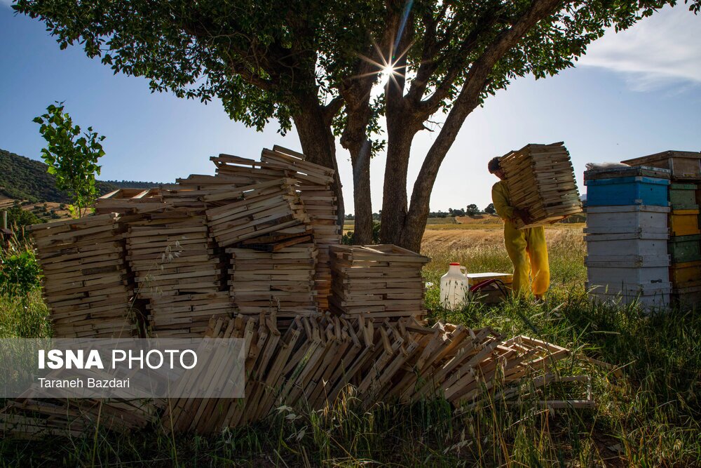 تصاویر: پرورش زنبور عسل