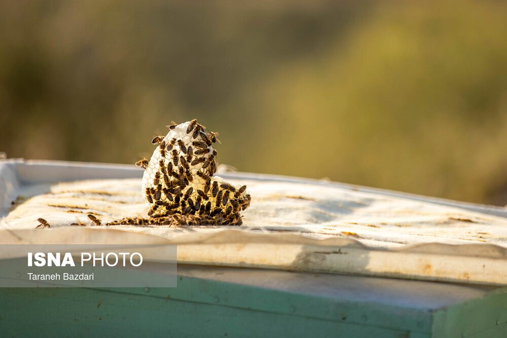 تصاویر: پرورش زنبور عسل