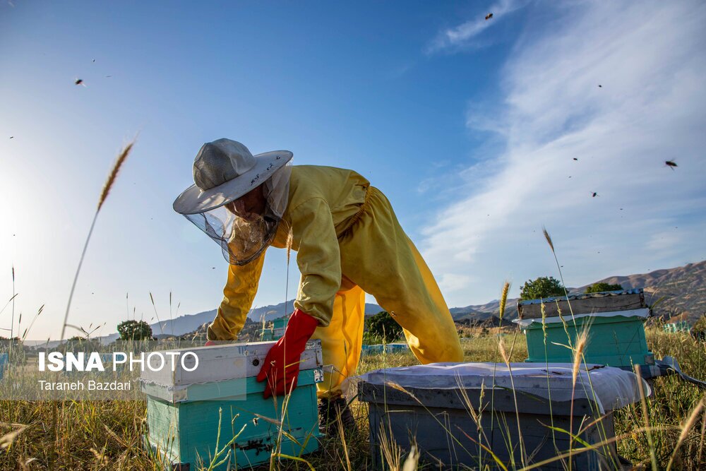تصاویر: پرورش زنبور عسل