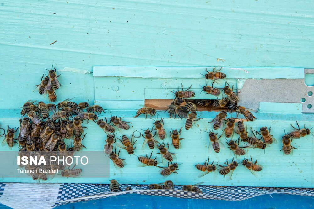 تصاویر: پرورش زنبور عسل