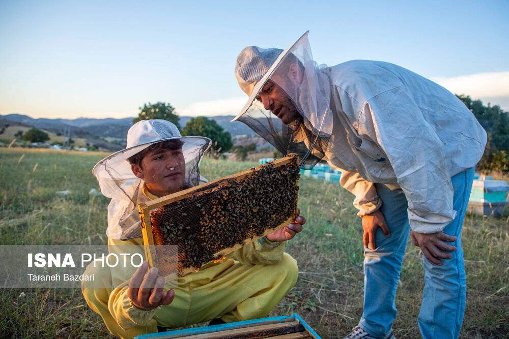 تصاویر: پرورش زنبور عسل