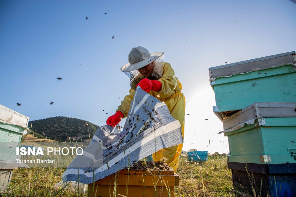 تصاویر: پرورش زنبور عسل
