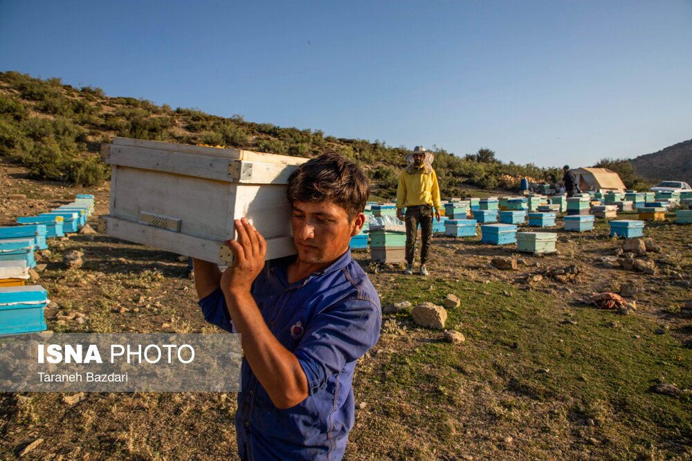 تصاویر: پرورش زنبور عسل