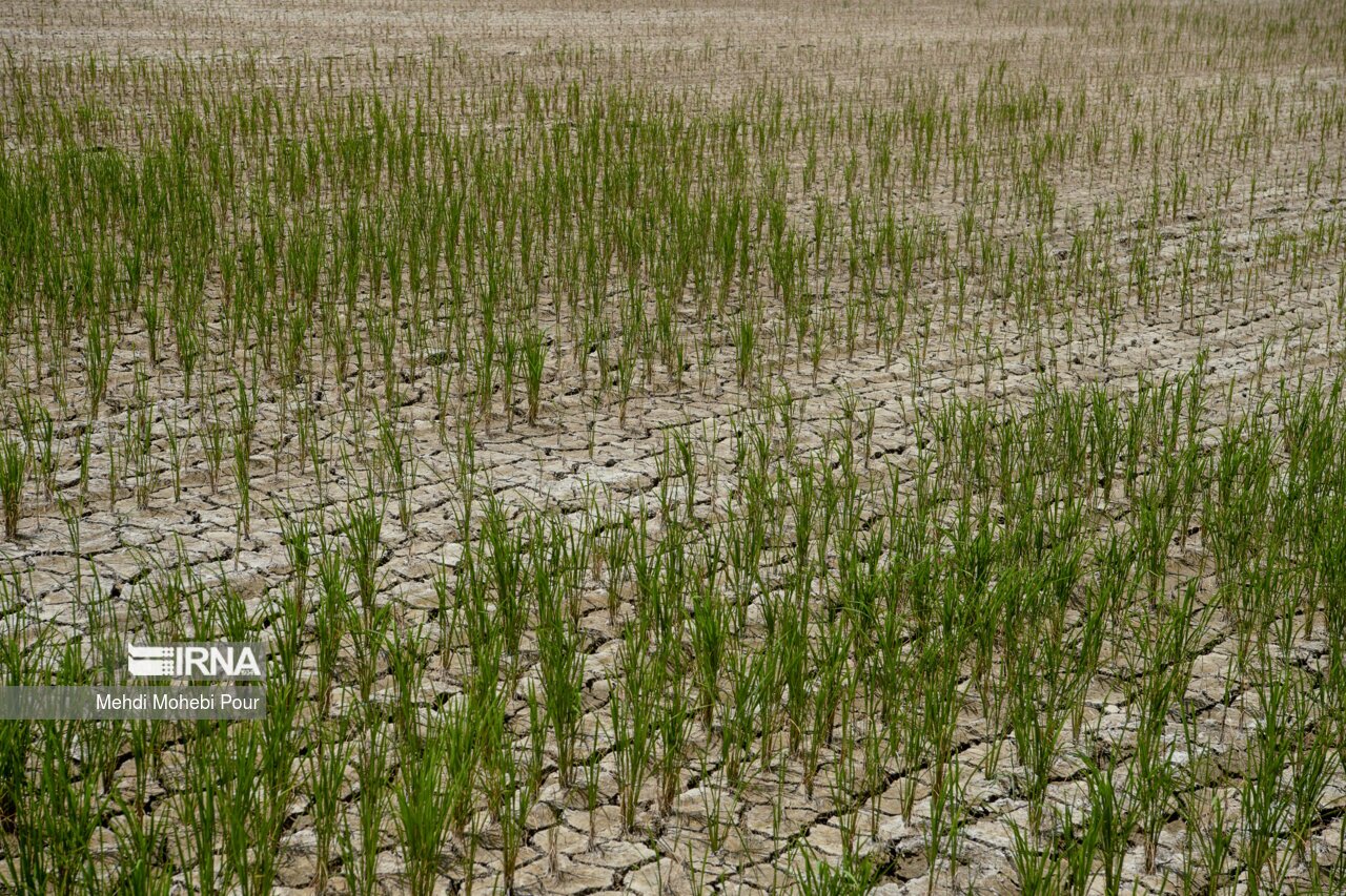 تصاویر: آخر این قصه بیابان است...