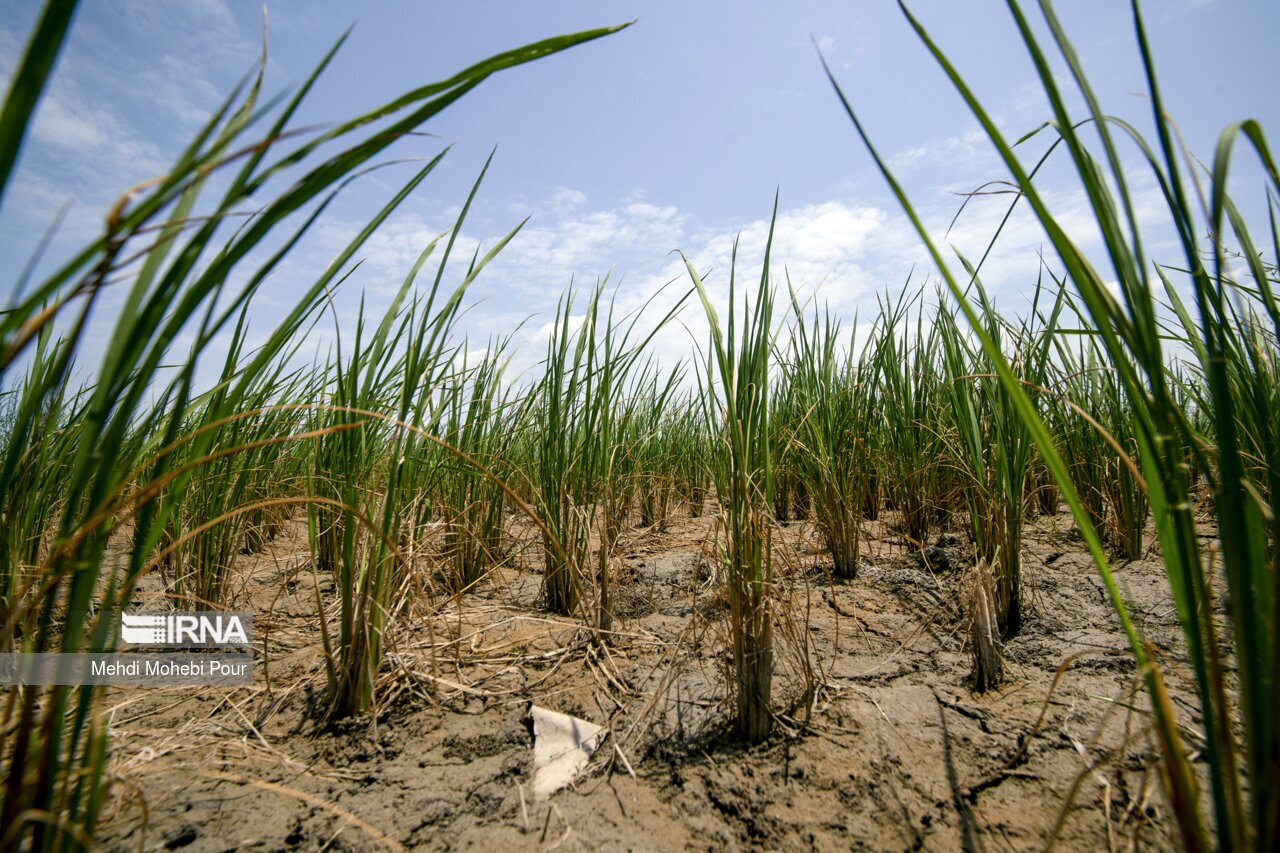 تصاویر: آخر این قصه بیابان است...