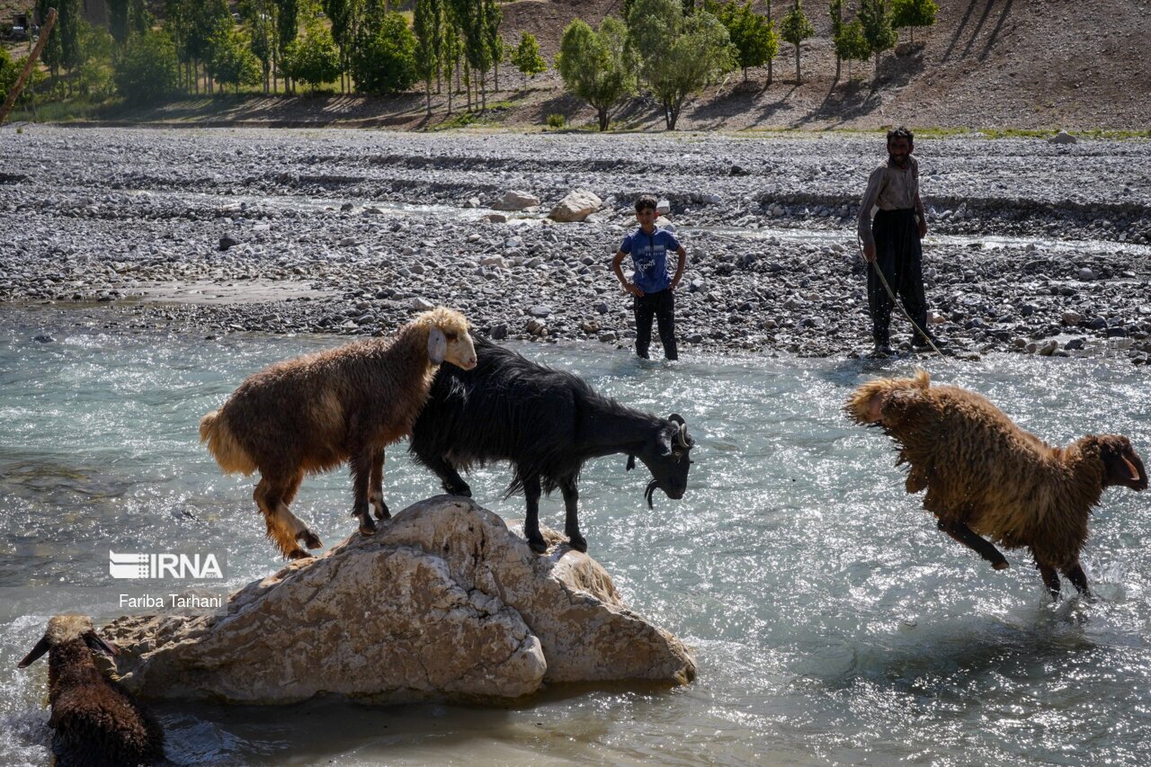 تصاویر: عشایر بختیاری در ییلاق