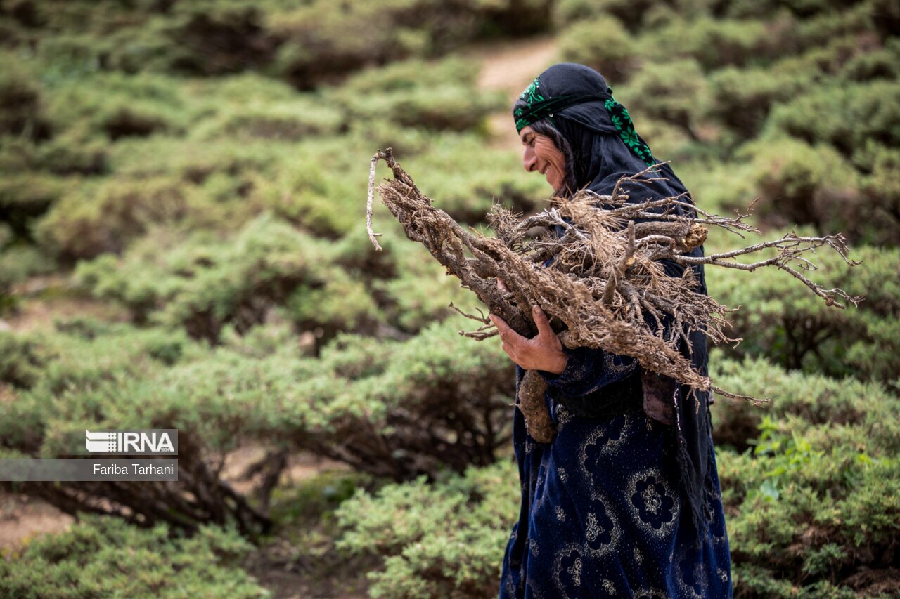 تصاویر: عشایر بختیاری در ییلاق