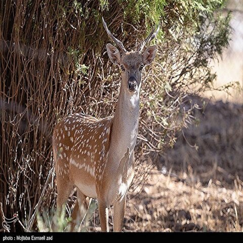 تصاویر: مرکز تکثیر و پرورش گوزن زرد ایرانی پارک ملی دریاچه ارومیه