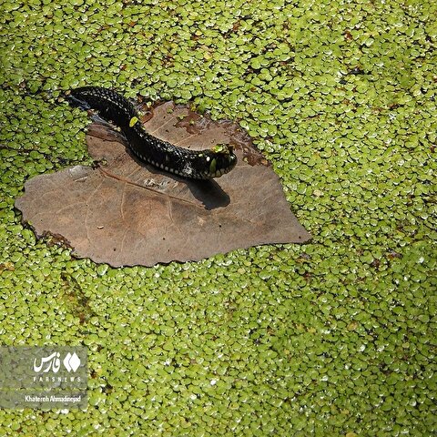 تصاویر: سراوان؛ «گیلان کوچک»