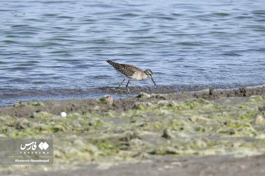 تصاویر: دریای خزر آب می‌رود!
