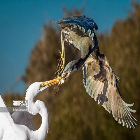 تصاویر: تالاب بین المللی آذینی