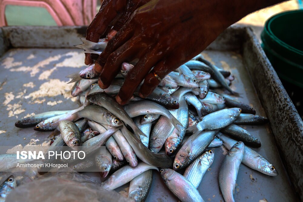 تصاویر: گاریز محبوب جنوب