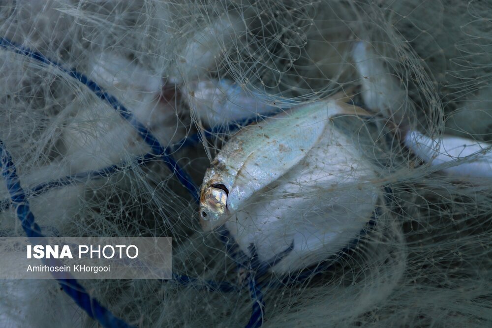 تصاویر: گاریز محبوب جنوب