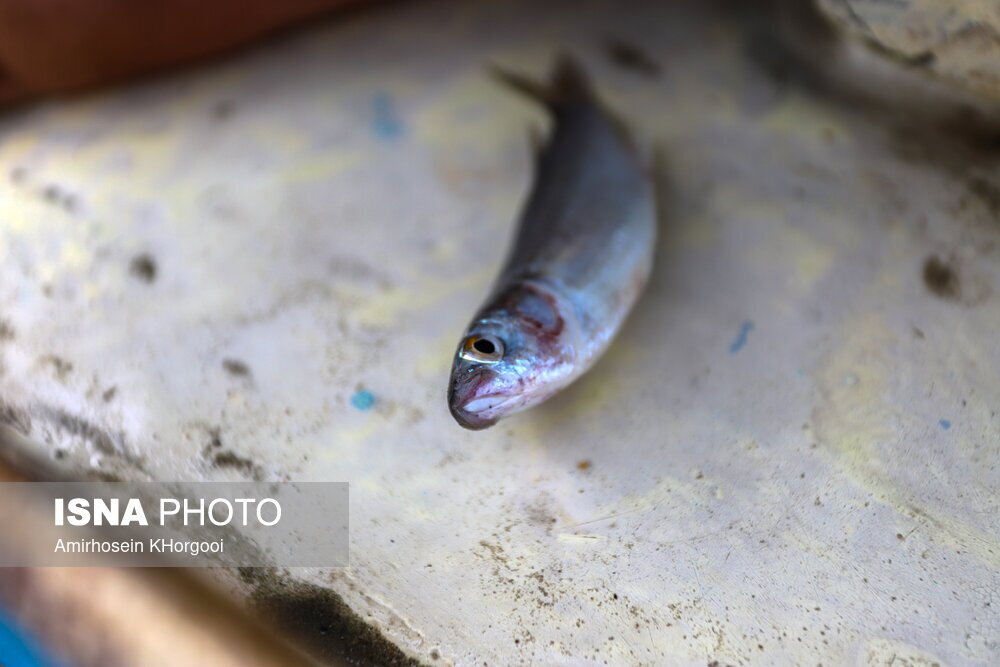 تصاویر: گاریز محبوب جنوب