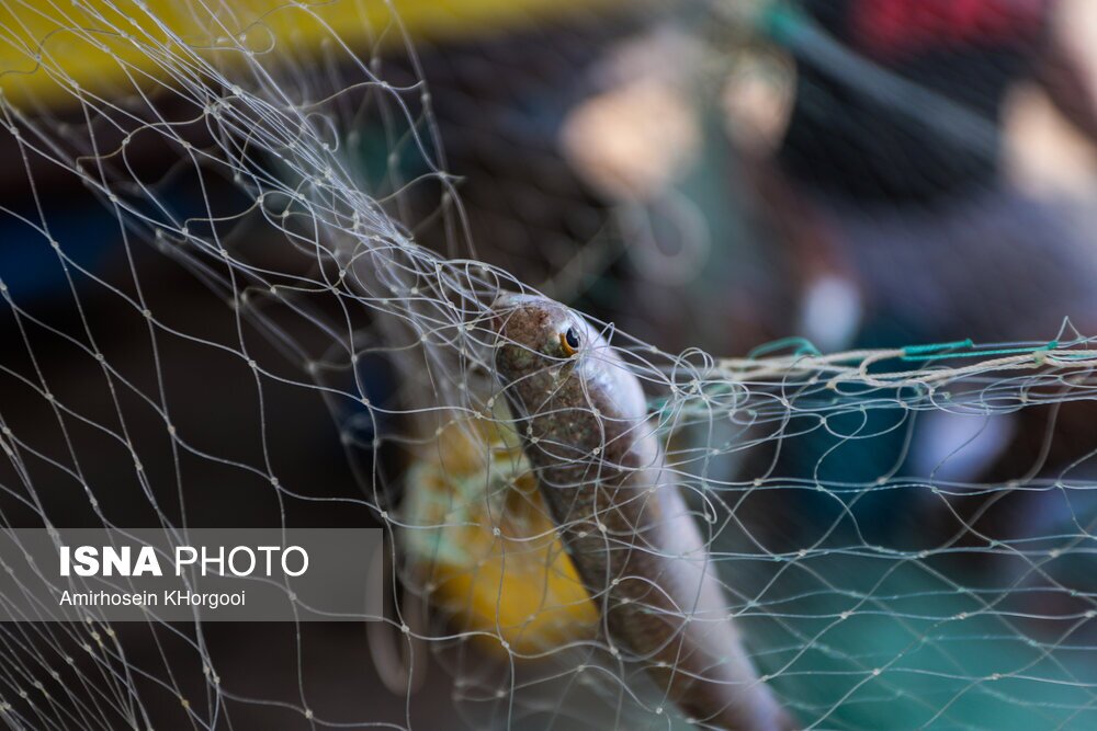 تصاویر: گاریز محبوب جنوب