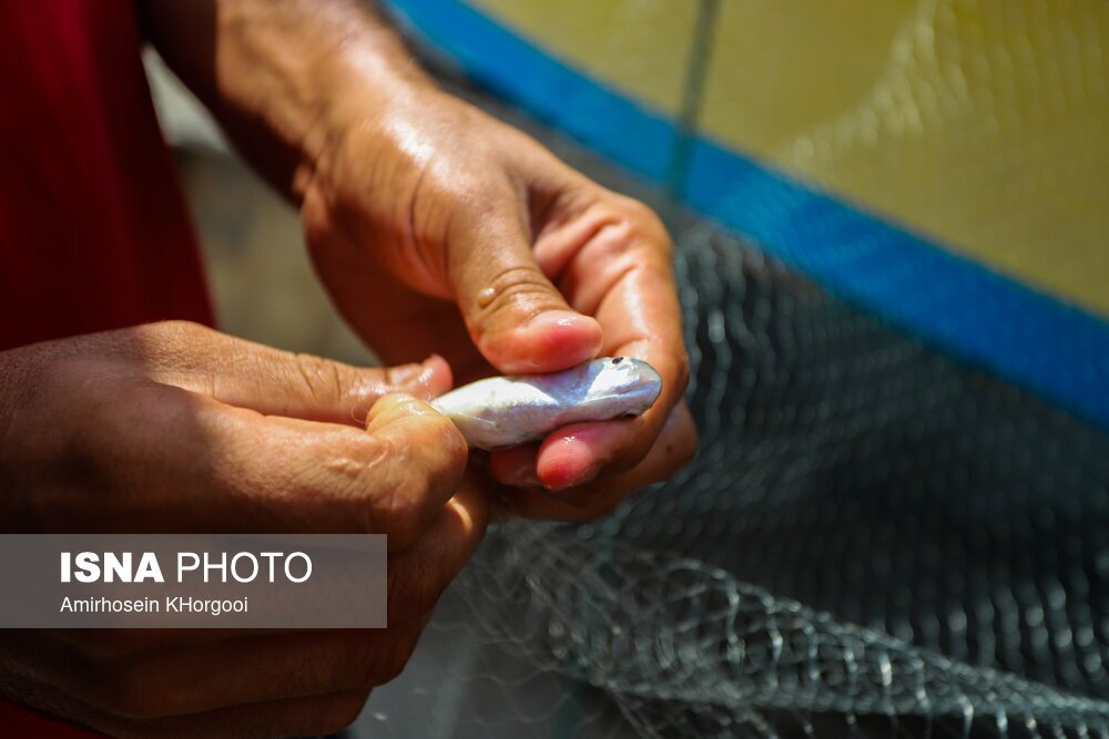 تصاویر: گاریز محبوب جنوب