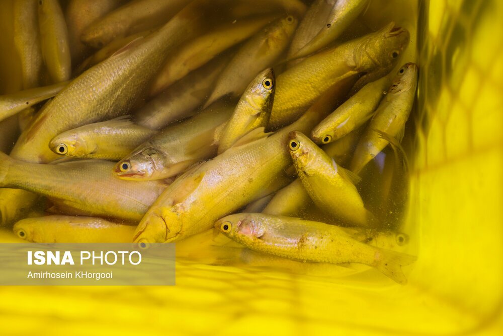 تصاویر: گاریز محبوب جنوب