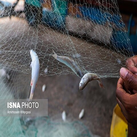 تصاویر: گاریز محبوب جنوب