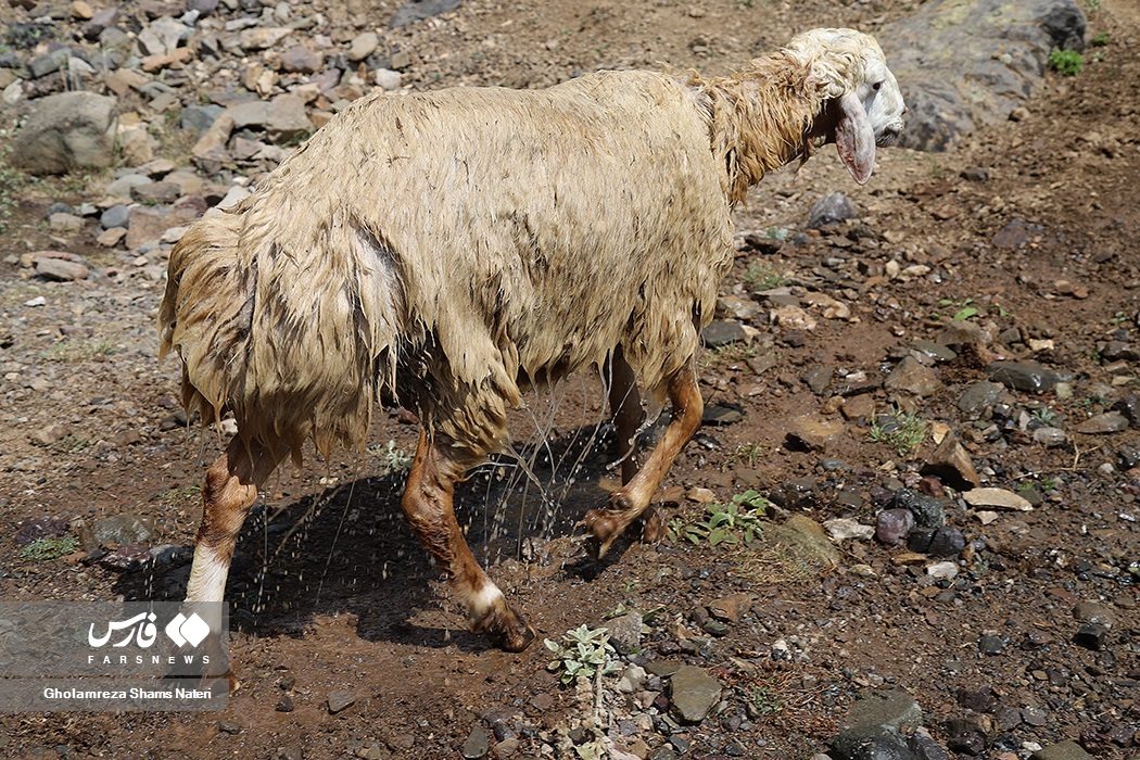 تصاویر: آیین سنتی
