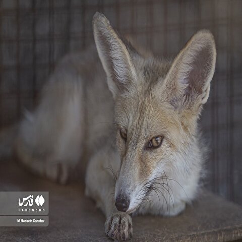 تصاویر: کلینیک بازپروری پارک پردیسان