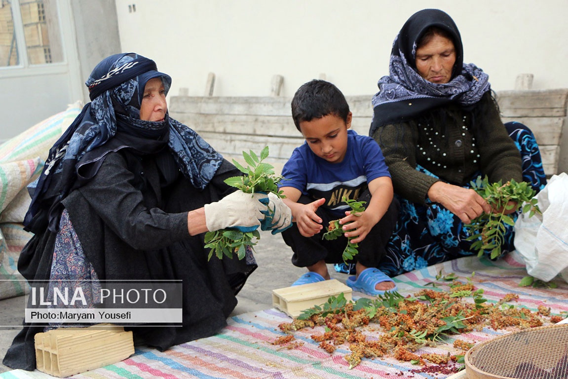 تصاویر: «هُوراند» قطب تولید سماق