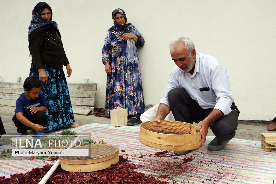 تصاویر: «هُوراند» قطب تولید سماق
