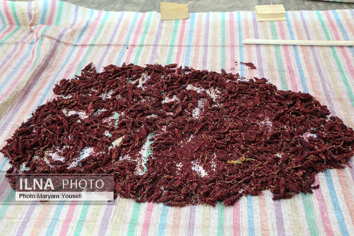 تصاویر: «هُوراند» قطب تولید سماق