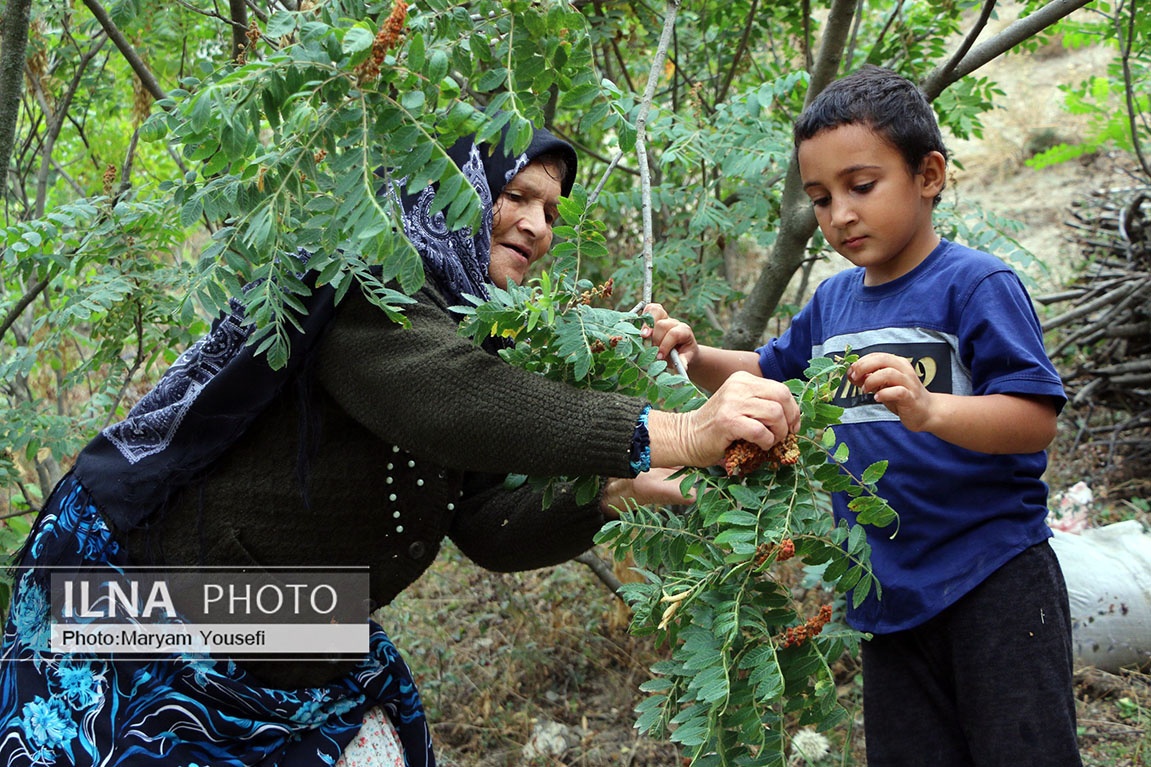 تصاویر: «هُوراند» قطب تولید سماق