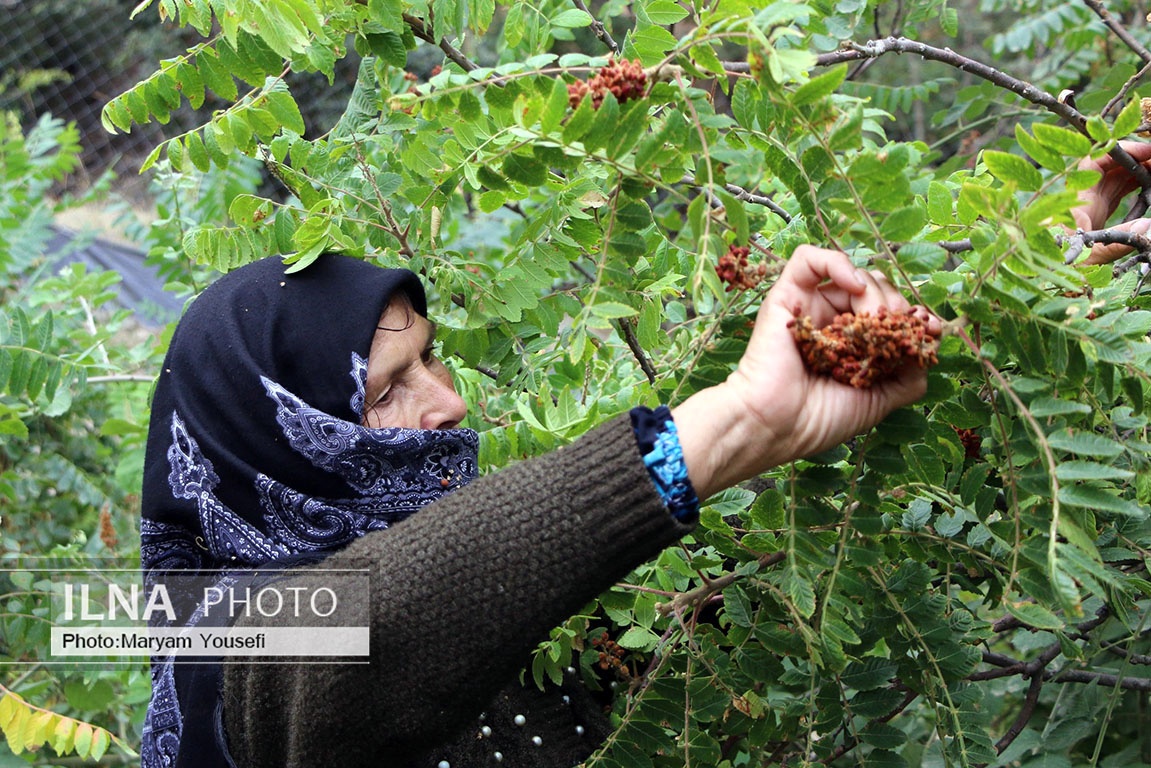 تصاویر: «هُوراند» قطب تولید سماق