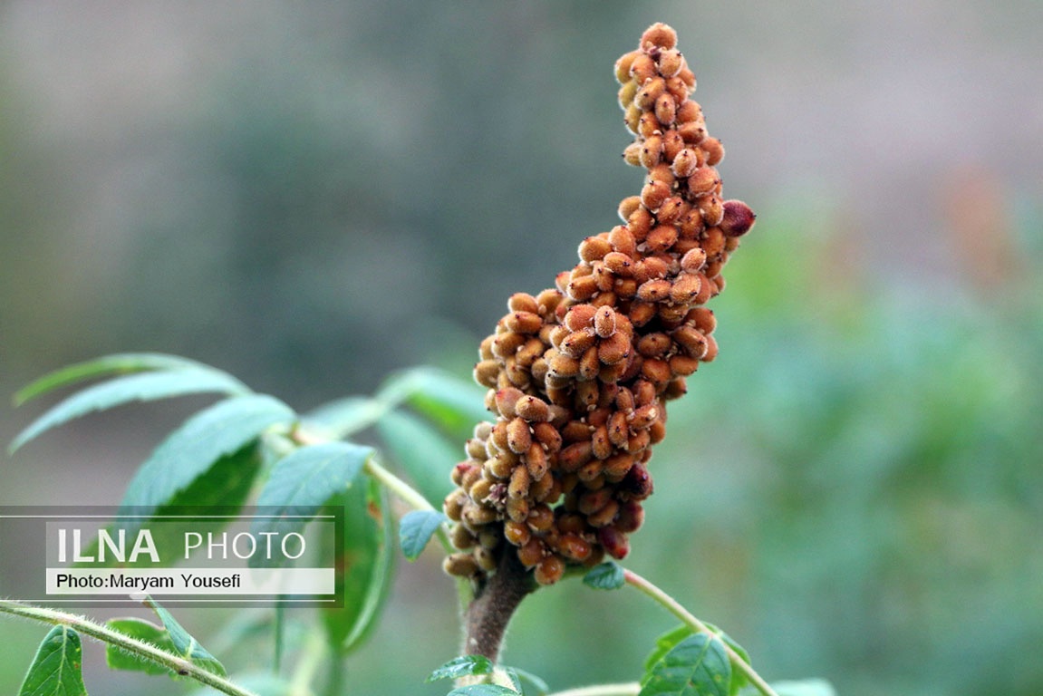 تصاویر: «هُوراند» قطب تولید سماق