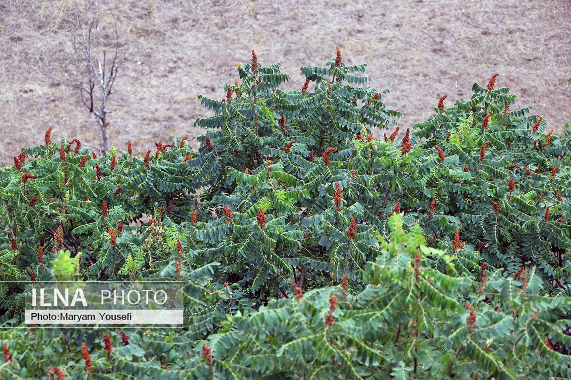 تصاویر: «هُوراند» قطب تولید سماق