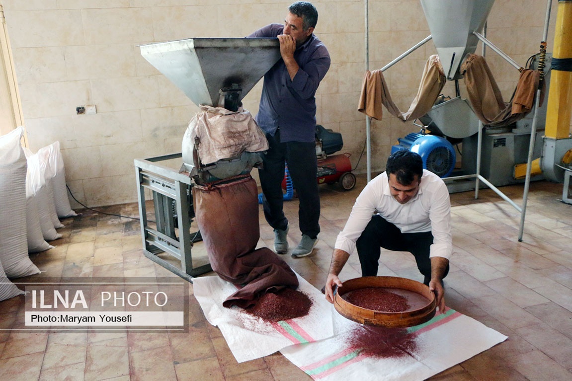 تصاویر: «هُوراند» قطب تولید سماق