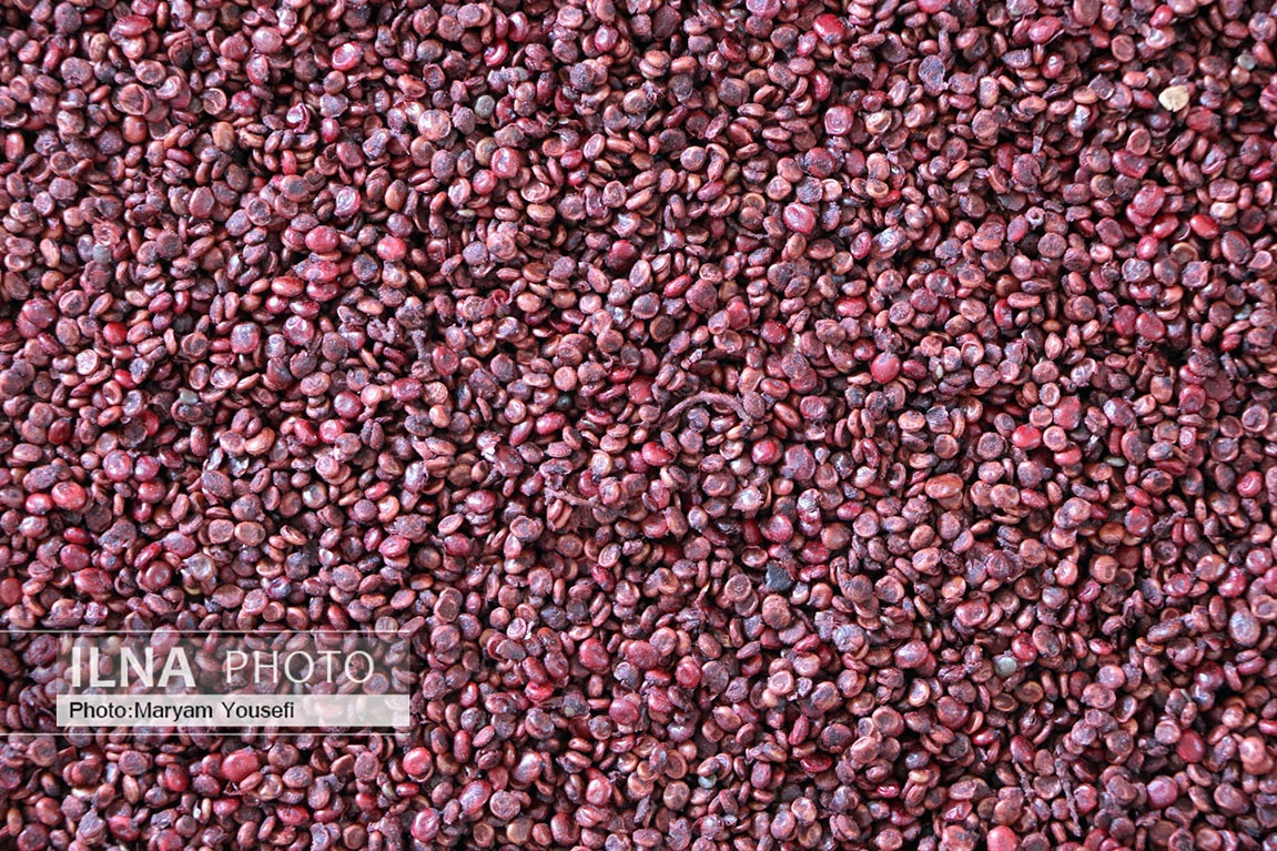 تصاویر: «هُوراند» قطب تولید سماق