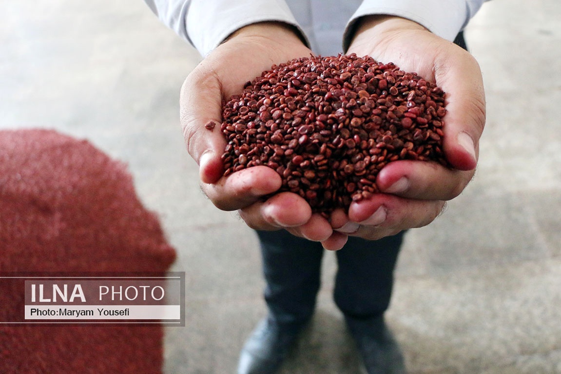 تصاویر: «هُوراند» قطب تولید سماق
