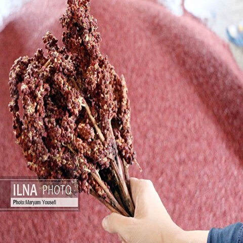 تصاویر: «هُوراند» قطب تولید سماق