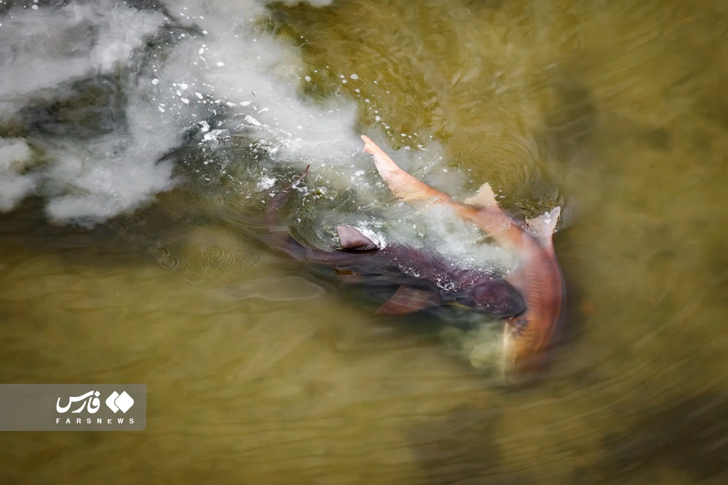 تصاویر: تصاویر برگزیده مسابقه عکاسی مانگرو ۲۰۲۳