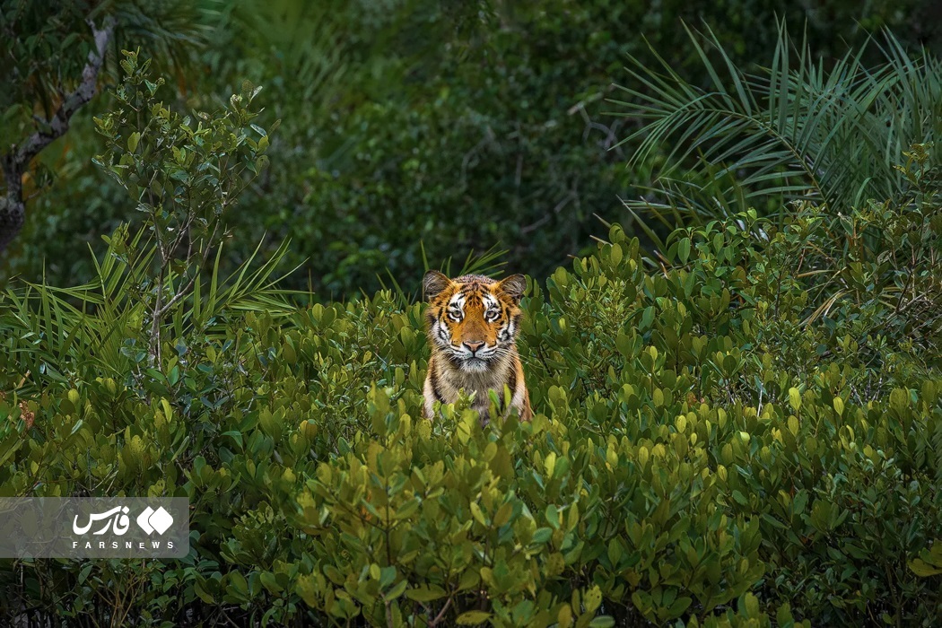 تصاویر: تصاویر برگزیده مسابقه عکاسی مانگرو ۲۰۲۳