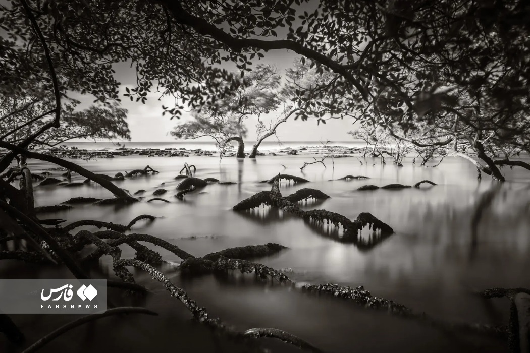 تصاویر: تصاویر برگزیده مسابقه عکاسی مانگرو ۲۰۲۳