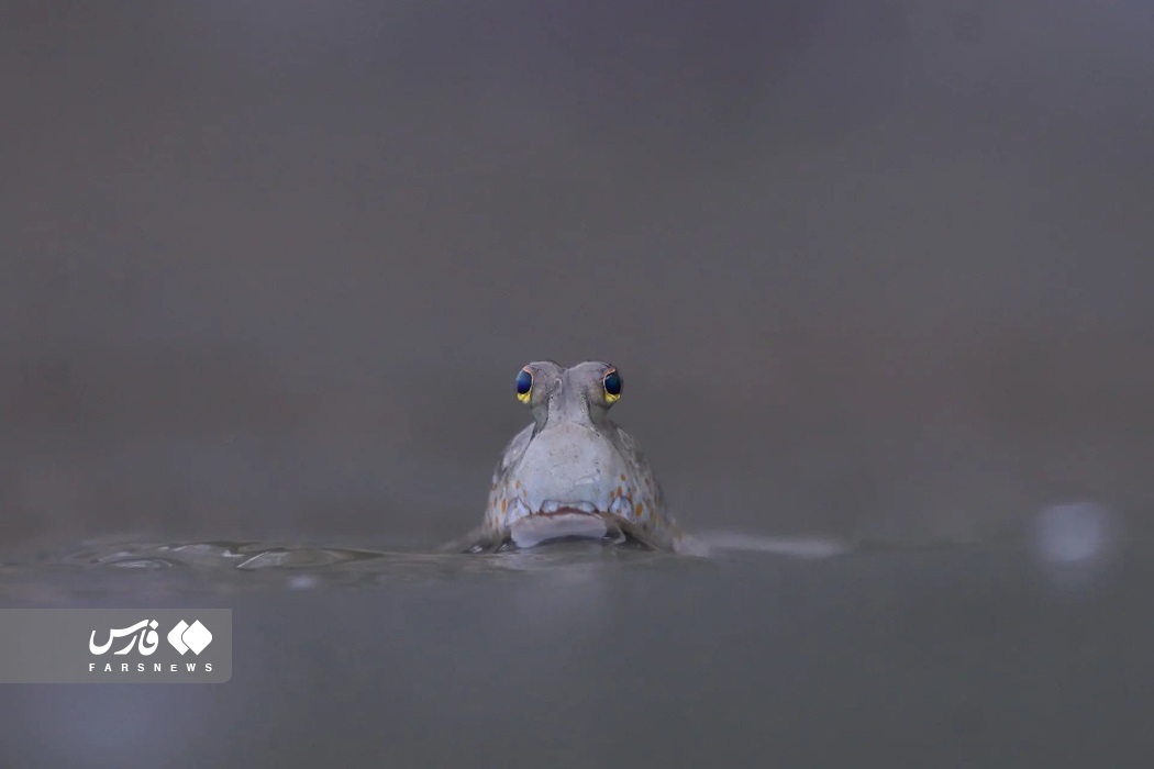 تصاویر: تصاویر برگزیده مسابقه عکاسی مانگرو ۲۰۲۳