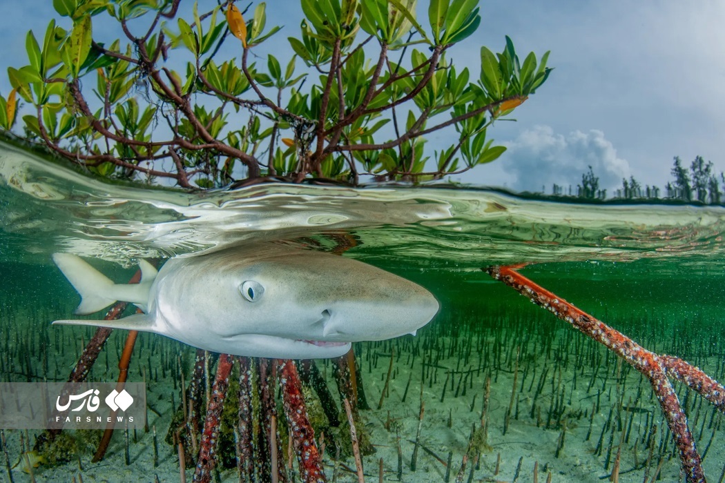 تصاویر: تصاویر برگزیده مسابقه عکاسی مانگرو ۲۰۲۳