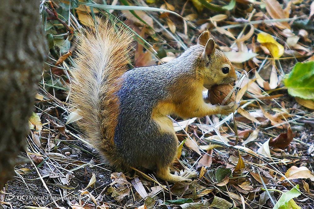 تصاویر: سنجاب‌های بومی در پارک جنگلی ناژوان اصفهان