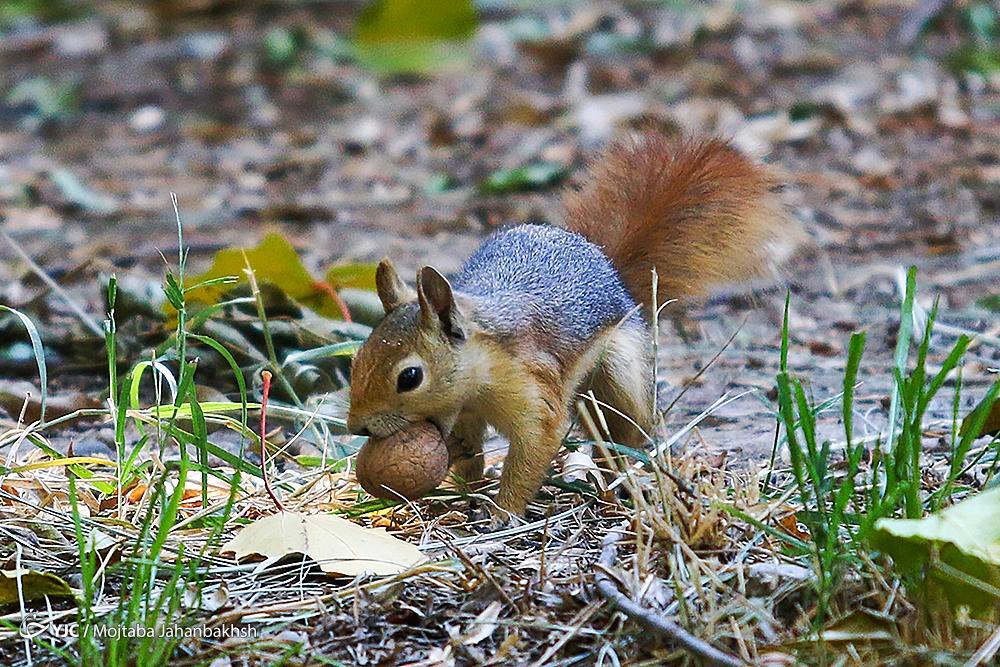 تصاویر: سنجاب‌های بومی در پارک جنگلی ناژوان اصفهان
