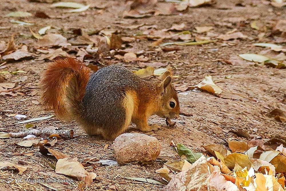 تصاویر: سنجاب‌های بومی در پارک جنگلی ناژوان اصفهان