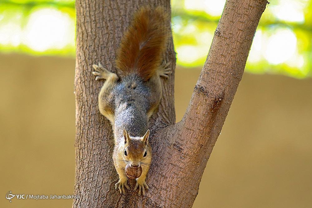 تصاویر: سنجاب‌های بومی در پارک جنگلی ناژوان اصفهان