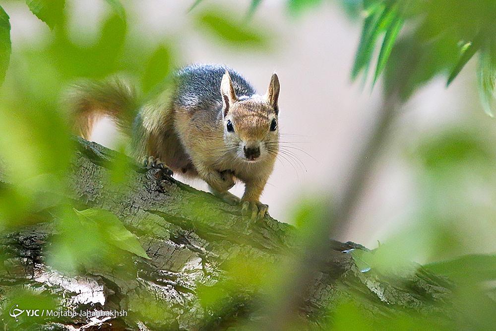 تصاویر: سنجاب‌های بومی در پارک جنگلی ناژوان اصفهان