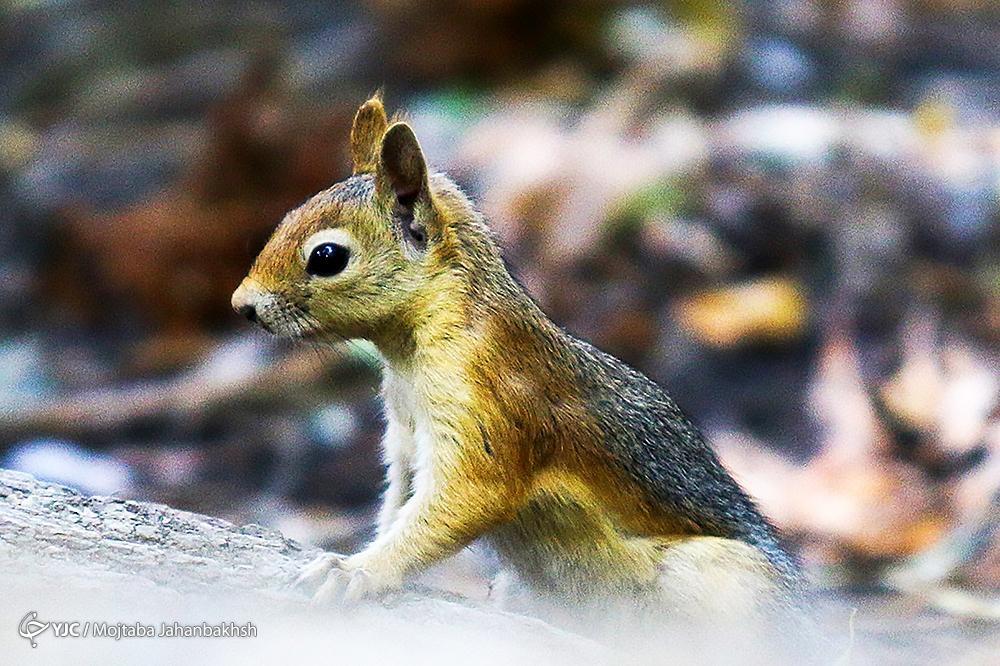 تصاویر: سنجاب‌های بومی در پارک جنگلی ناژوان اصفهان