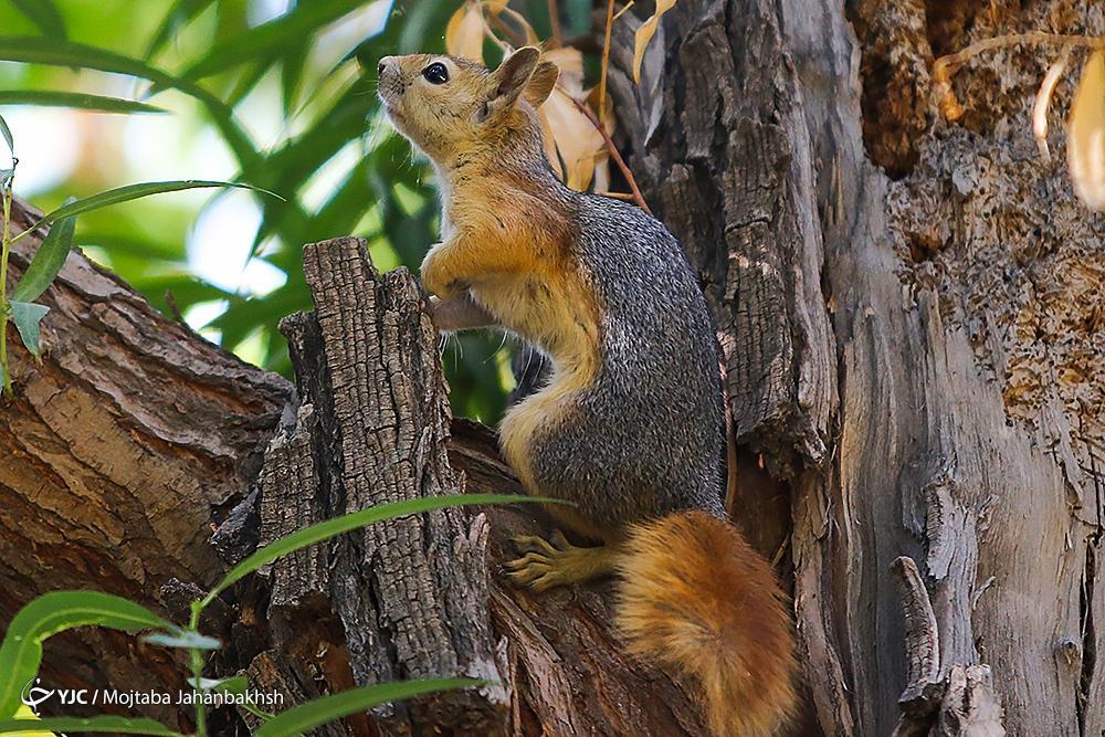 تصاویر: سنجاب‌های بومی در پارک جنگلی ناژوان اصفهان