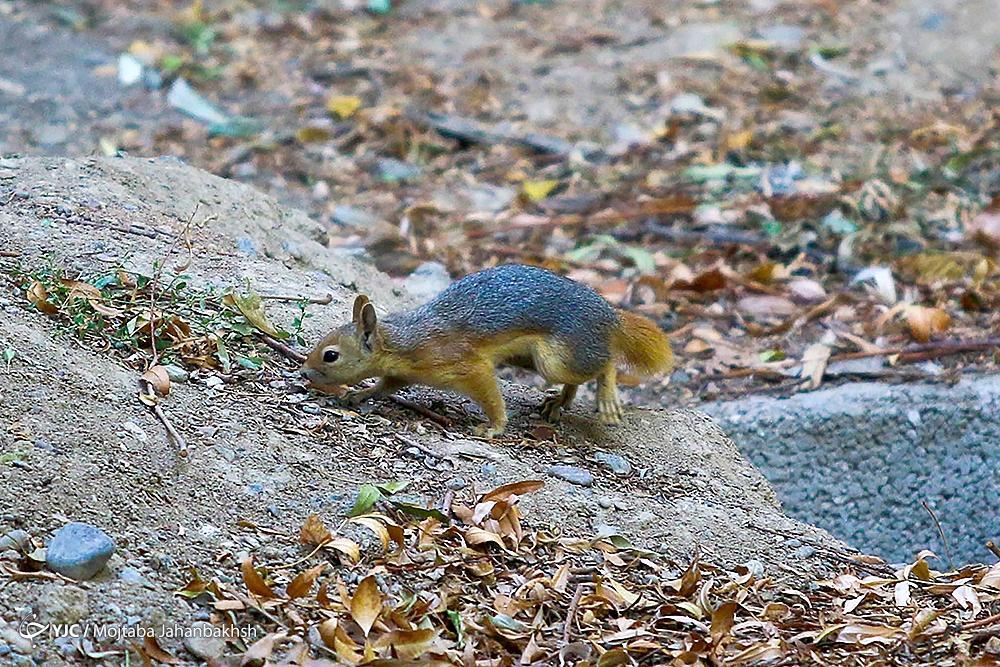 تصاویر: سنجاب‌های بومی در پارک جنگلی ناژوان اصفهان