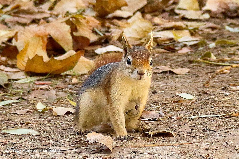 تصاویر: سنجاب‌های بومی در پارک جنگلی ناژوان اصفهان