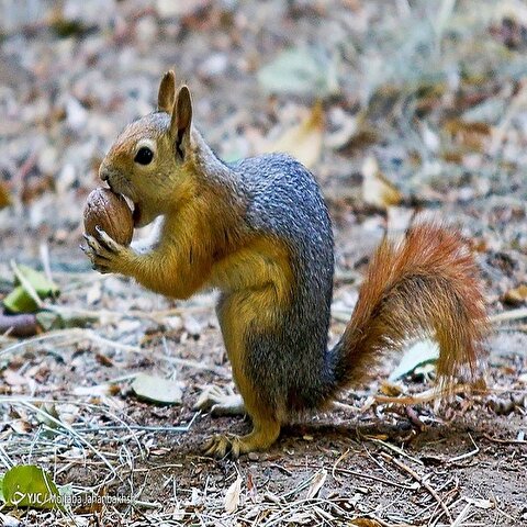 تصاویر: سنجاب‌های بومی در پارک جنگلی ناژوان اصفهان